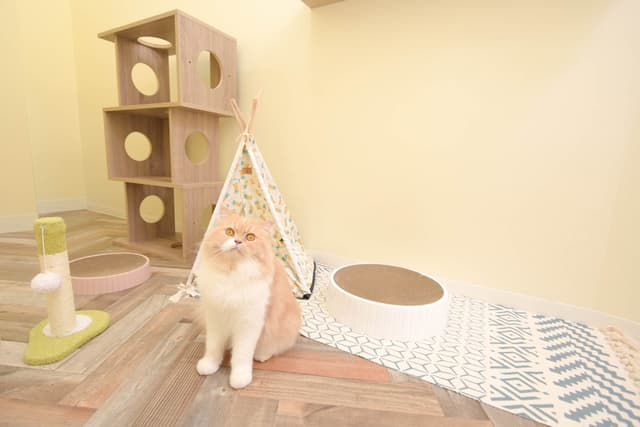 ねこべや東京店