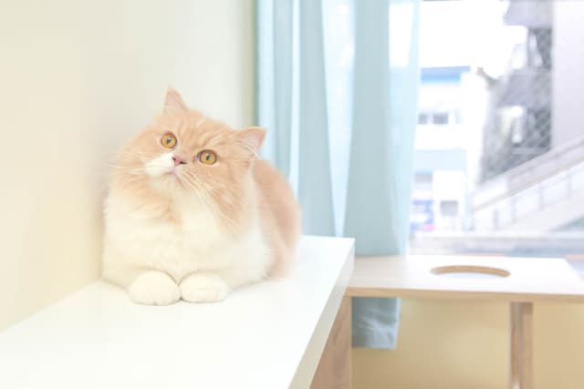 キャットウォーク設置