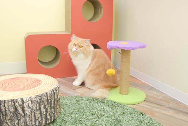 猫ちゃんのお部屋
