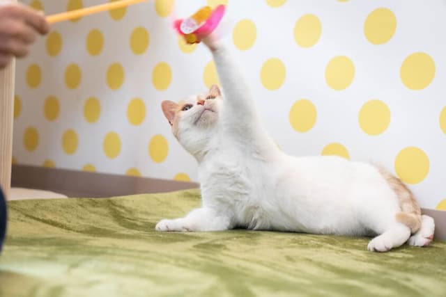 猫グッズ設置