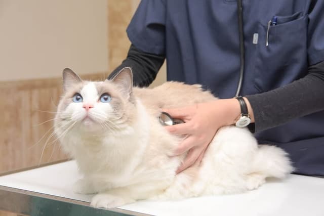 持病や高齢の猫ちゃんもお預かり可能
