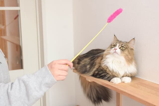猫グッズ設置