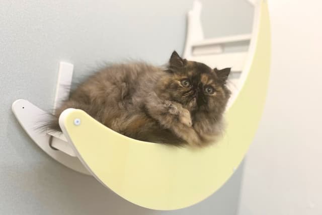 キャットウォーク設置