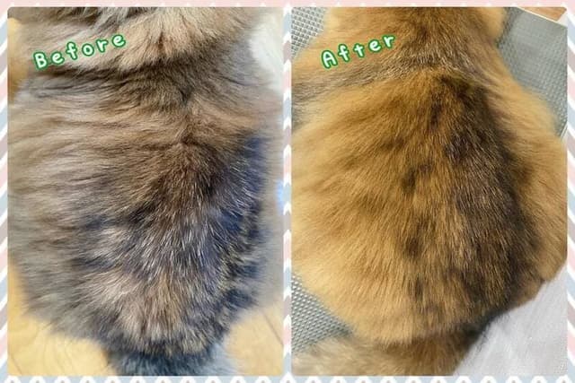 シャンプーに精通したトリマー常駐