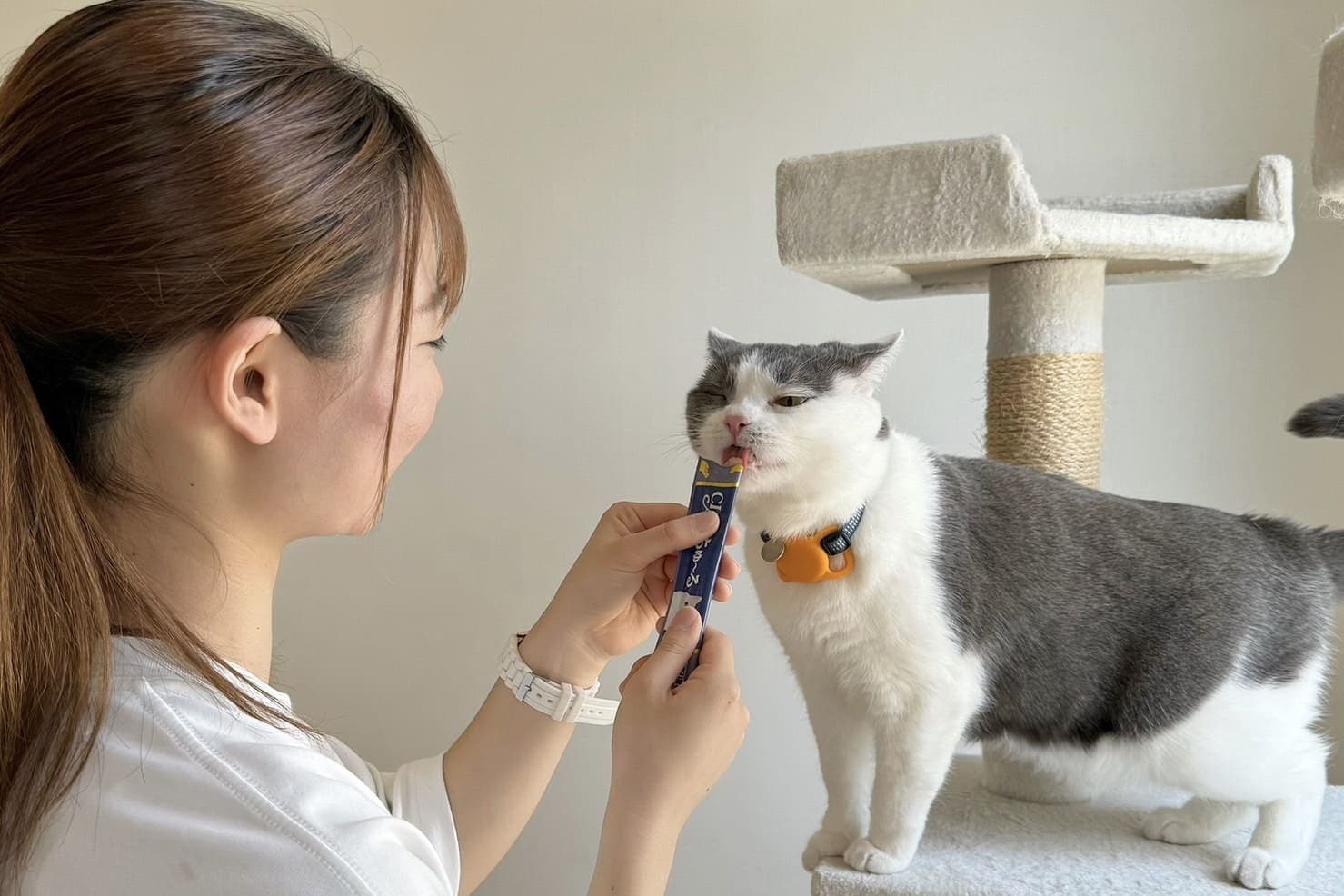 猫専門ペットホテルねこべやのお世話風景