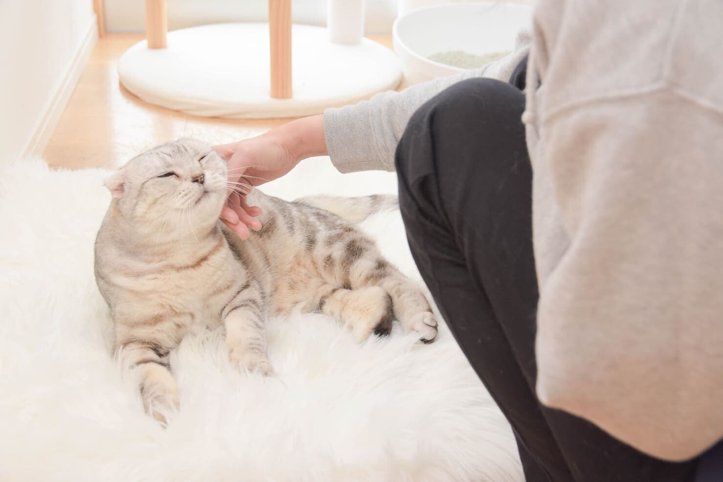 猫専門ペットホテルねこべやのお世話様子
