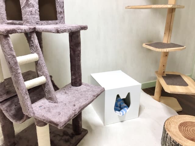 キャットタワー完備