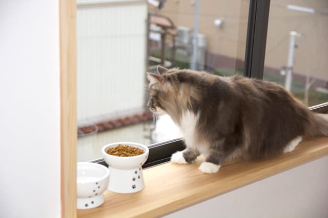 ねこ好きスタッフが健康ケア