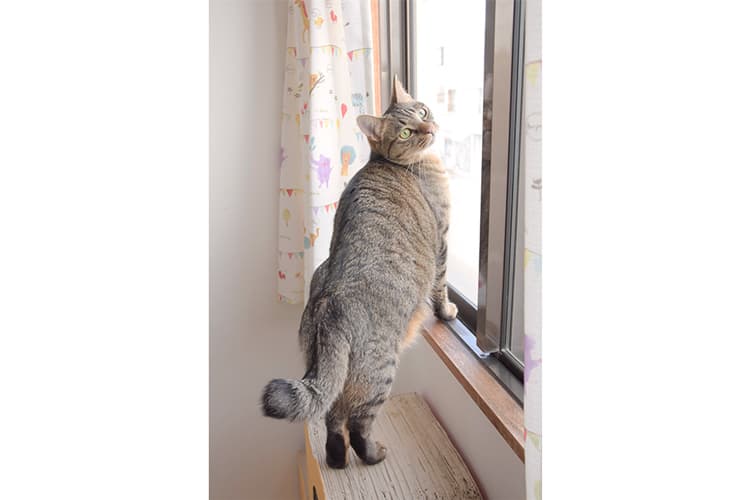 スイートルーム(窓あり)個室のお部屋