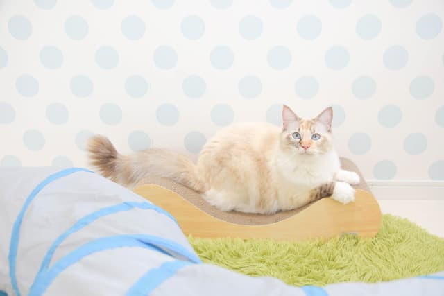 ねこちゃん大好きな爪とぎ設置