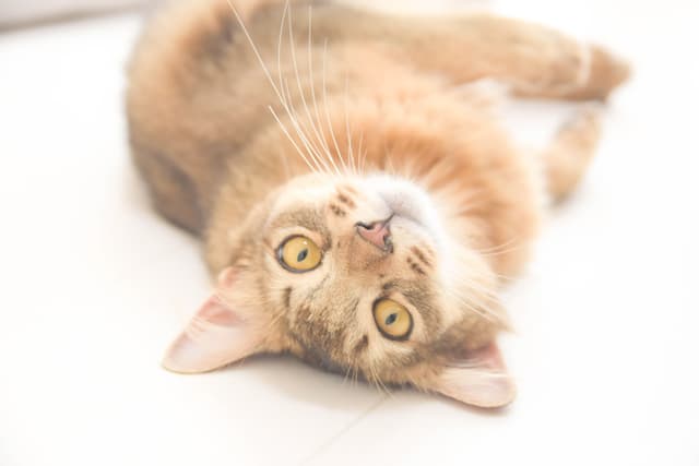 リラックスしてる猫ちゃん
