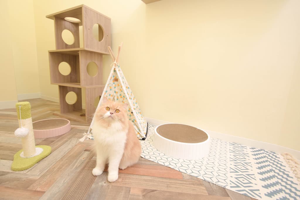 ねこべや東京店